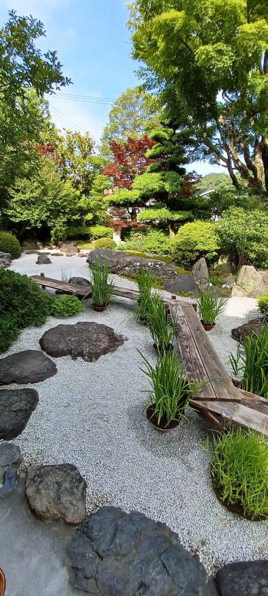 枯山水に花菖蒲「こまちむすめ」と八ツ橋を展示しています。